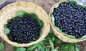 Tangy-Sweet Black Plums Charm Puneites As Market Sees 4–5 Ton Daily Supply