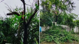 Pune: Residents of Sahil Heights in Pimple Nilakh Fight Back Against Unlawful Tree Cutting, Demand Legal Action from PCMC