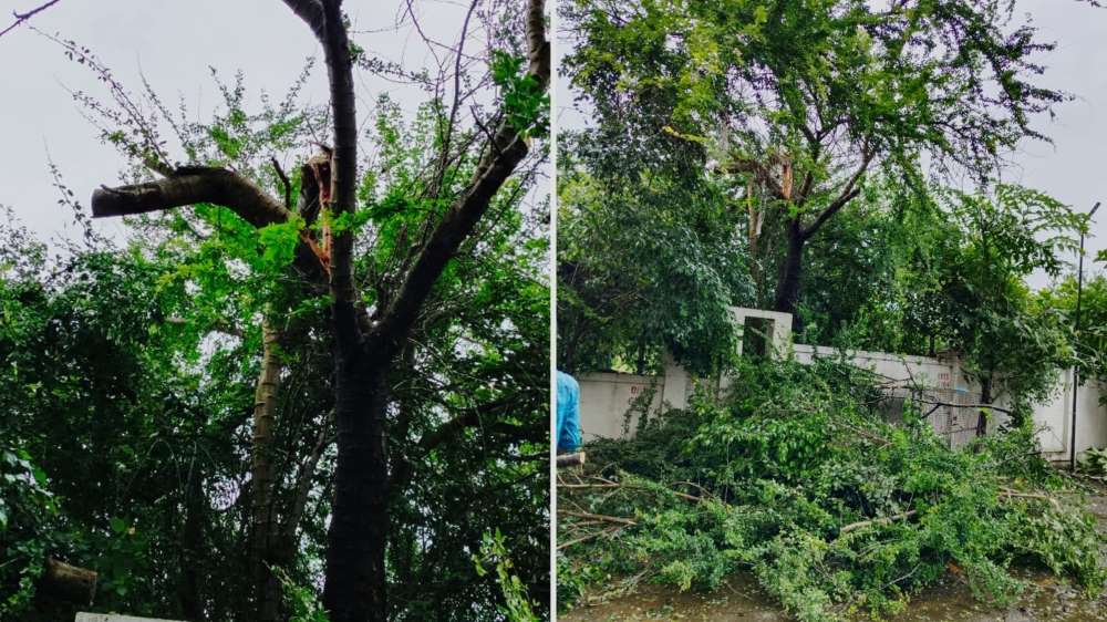 Pune: Residents of Sahil Heights in Pimple Nilakh Fight Back Against Unlawful Tree Cutting, Demand Legal Action from PCMC