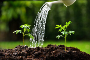 From RO Water to Banana Peel Water: Choosing the Best Hydration for Your Plants