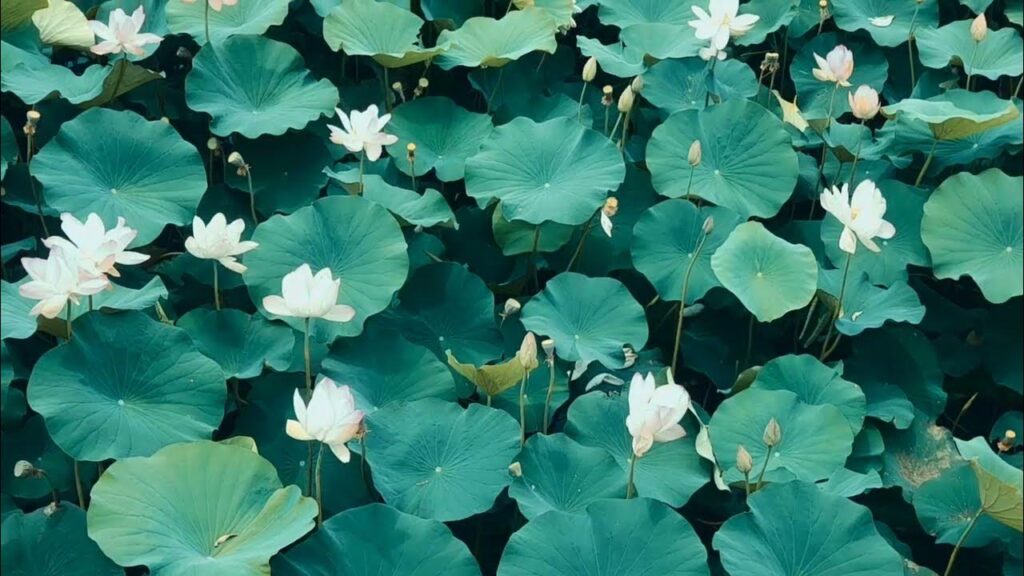 Discover the Beauty of Manasbal Lake.