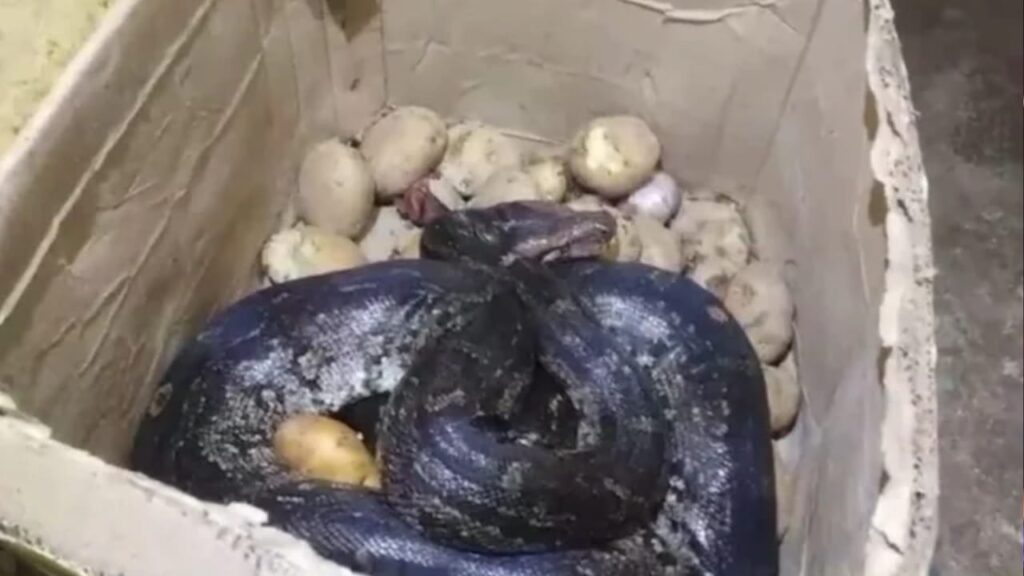 Maharashtra: 8 feet long python discovered in Potato box