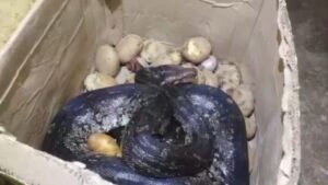 Maharashtra: 8 feet long python discovered in Potato box