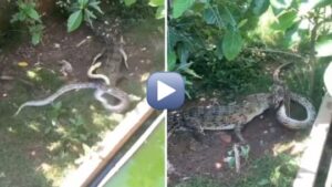 Crocodile vs. Python: Brutal Fight Stuns the Internet as Video Goes Viral
