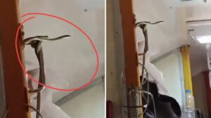 Video: Snake Spotted in Jabalpur-Mumbai Garib Rath Express, Netizens Criticize Indian Railways