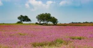 Maval Taluka's Hilltop Areas Emerge As New Tourist Destination Like Kaas Plateau  