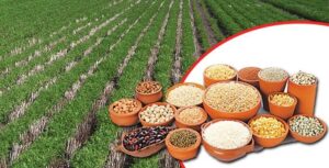 Maharashtra Kharif Soybean, Moong, And Urad Prices Fall Rs 500 Below MSP