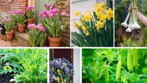 Prepare Your Garden Now for a Vibrant Spring Fall Planting Tips