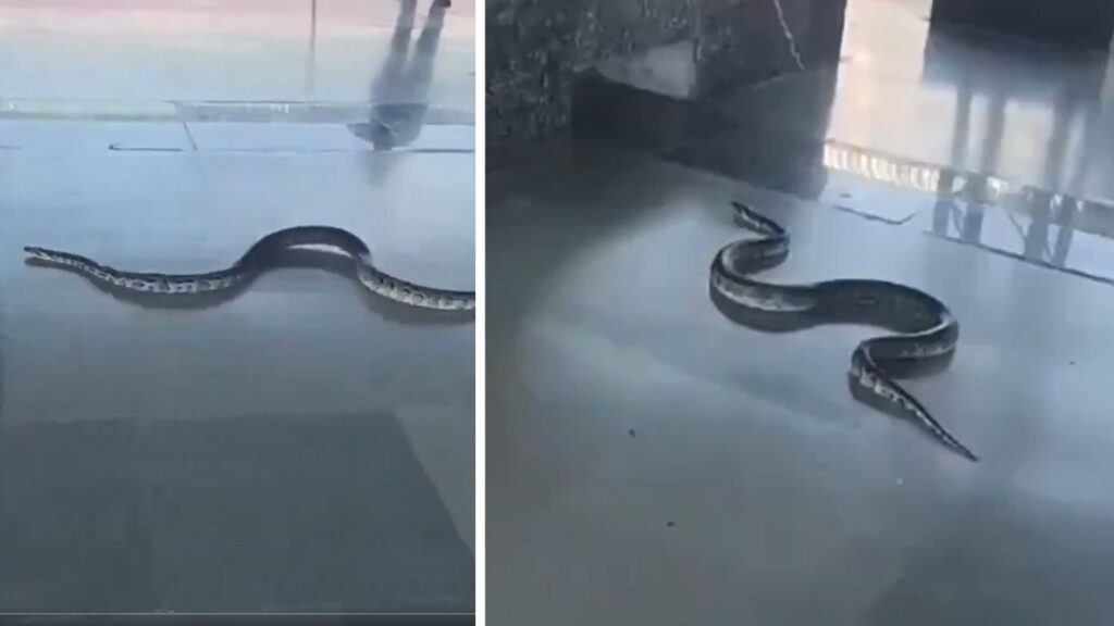Six feet long snake seen slithering at Rishikesh railway station; video goes viral