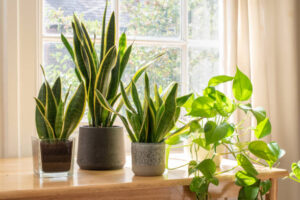 How to Protect Your Indoor Plants From the Winter Chill?