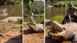 TV Host Robert Alleva Meets 'World's Oldest Crocodile' in Viral Video