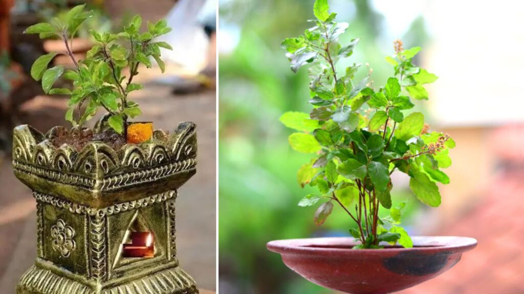 Tulsi