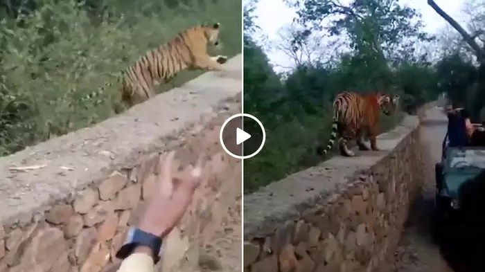 Video: Tourists Panic as Tiger Approaches Safari Jeep in Ranthambore