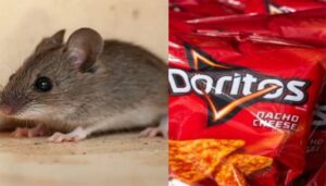 Doritos Dye Makes Mice Transparent: Stanford Study Unveils Breakthrough