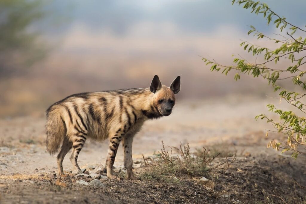 Pune: Forest Department Rescues Hyena Trapped In Chakan Industrial Premises
