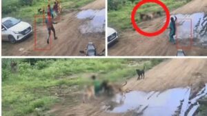 Toddler Seriously Injured in Dog Attack in Pune's Chakan