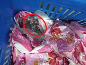 Controversy Erupts As Viral Video Claims Rats Found In Siddhivinayak Temple Prasad; Probe On