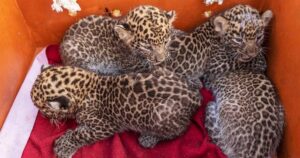 Wild Cat Cubs Reunited With Mother In Pimpri Chinchwad's Mamurdi  