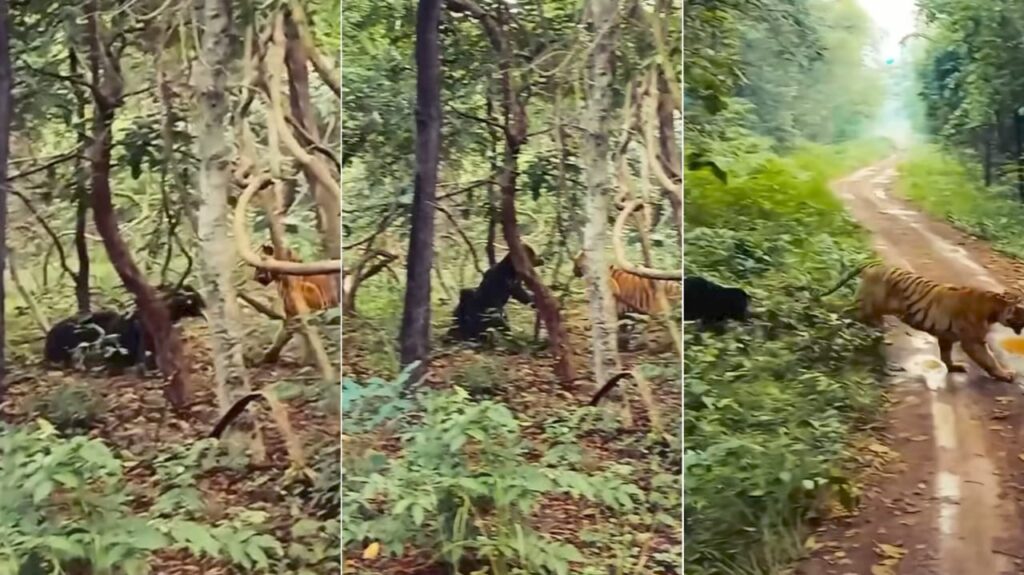 Brave Mother Bear Fends Off Tiger to Save Her Cub in Heart-Stopping Video from Maharashtra's Tadoba Reserve