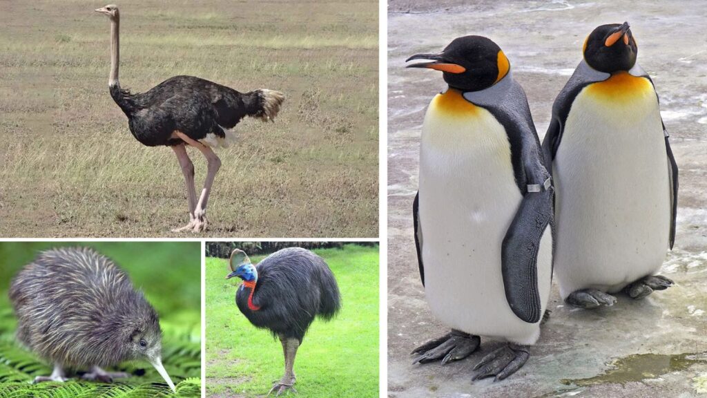 bird