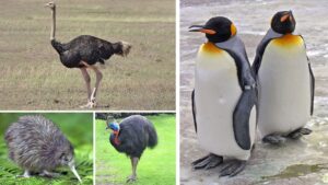 bird