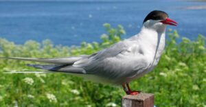 bird