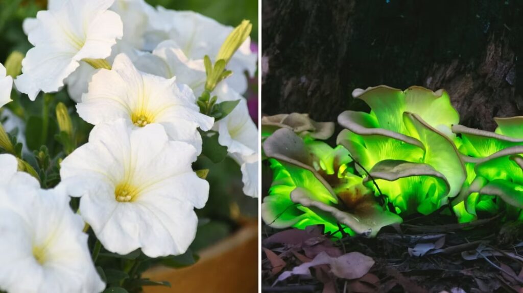firefly petunia