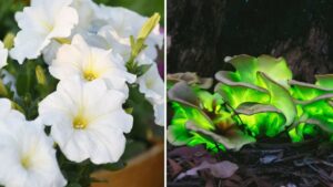 firefly petunia