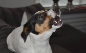 Unveiling the Mystery: Why Street Dogs Bark and Cry at Night