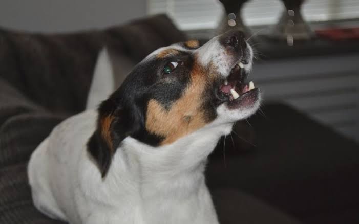 Unveiling the Mystery: Why Street Dogs Bark and Cry at Night