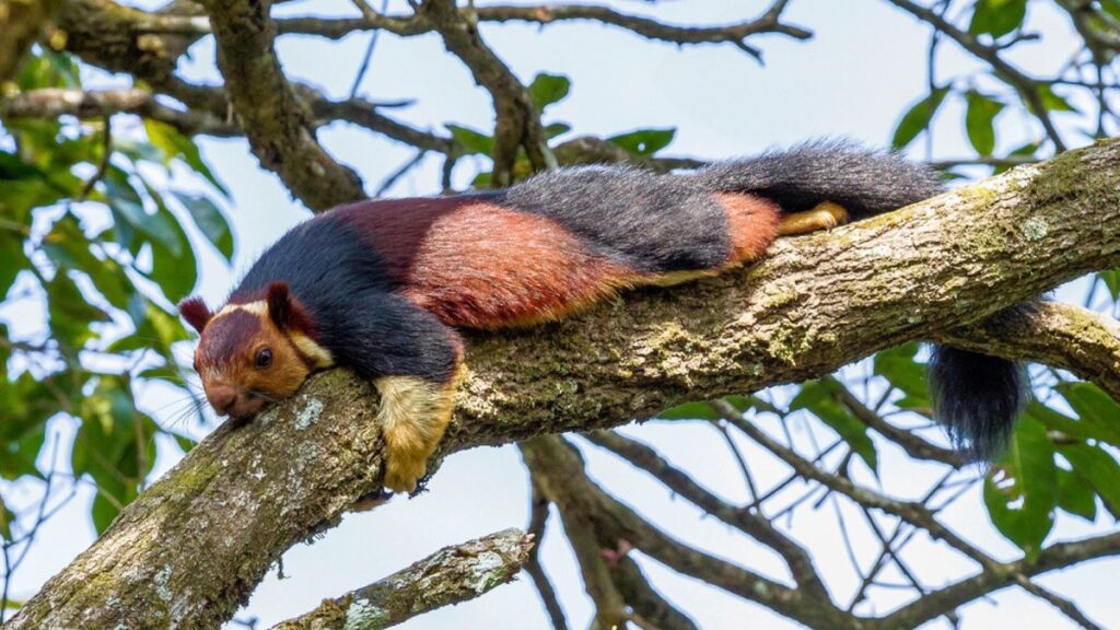 Pune Forest Department Initiates Research On Indian Giant Squirrel And Gazelle 