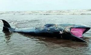 whale