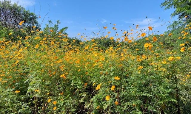 Beyond Kaas Plateau Explore Pune's Secret Floral Getaways for Stunning Blooms and Solitude