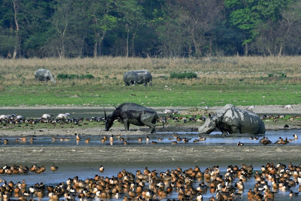 Conservation Efforts Shortcomings in Marine Protection; International Index Ranks India Among Top Five Worst Performers