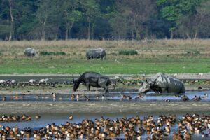 Conservation Efforts Shortcomings in Marine Protection; International Index Ranks India Among Top Five Worst Performers