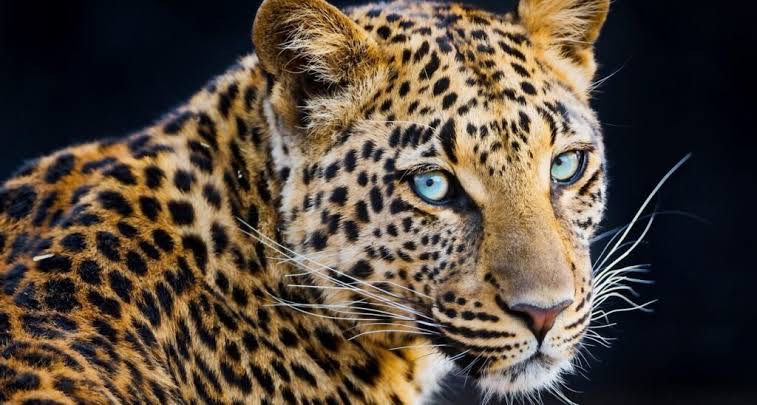 Leopard attack claims woman’s life in Pune’s Junnar tehsil; Seventh death since March