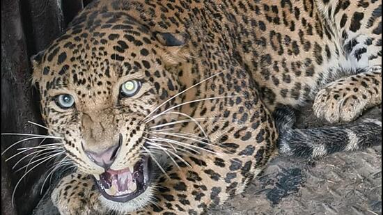 Junnar Division Seizes Four Leopards Amid Safety Concerns