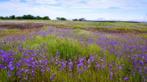 Kaas-Plateau-2022