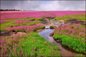 Kaas_flower_stream_2