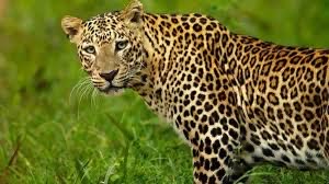Leopard attack claims life of 7-Year-Old in Pune District