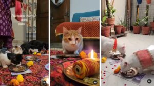Mumbai Woman's Heartwarming Kumari Puja with 14 Cats