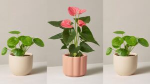 The Top 8 Houseplants for a Healthier, Happier Home