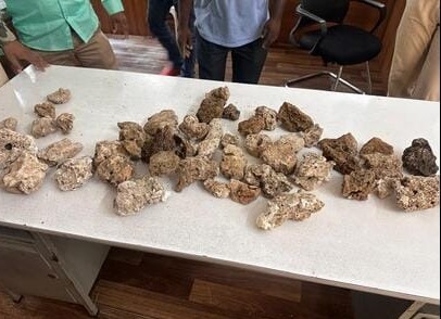 Pune: Illegal Wildlife Trade Thrives as Forest Department Seizes Macaws and Coral in Viman Nagar Raid