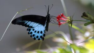 Blue Mormon: Maharashtra’s State Butterfly; A Symbol of Natural Beauty and Conservation