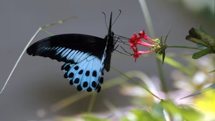 Blue Mormon: Maharashtra’s State Butterfly; A Symbol of Natural Beauty and Conservation