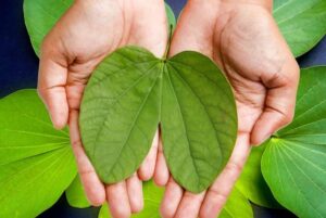 Apta Leaves: Health Benefits Beyond Dussehra You Should Know