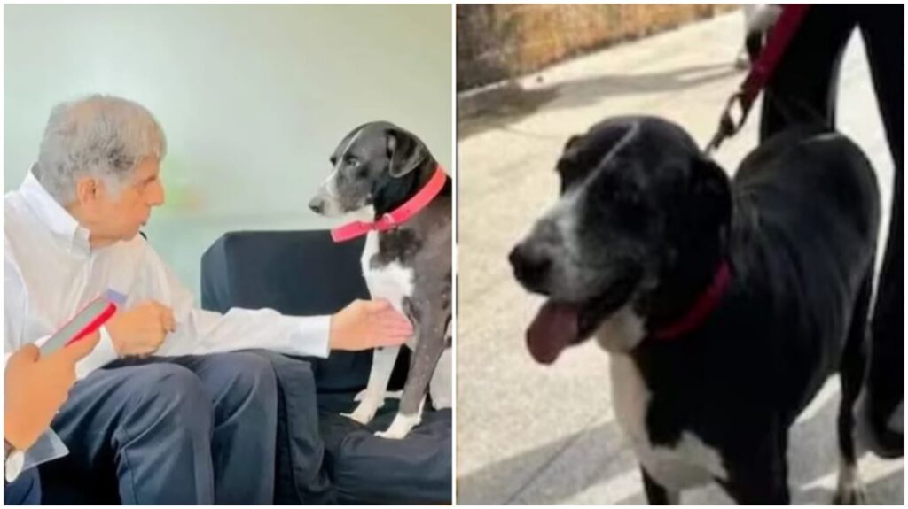 False Alarm: Mumbai Police Inspector confirms Ratan Tata's dog Goa is alive and well, debunks viral rumor