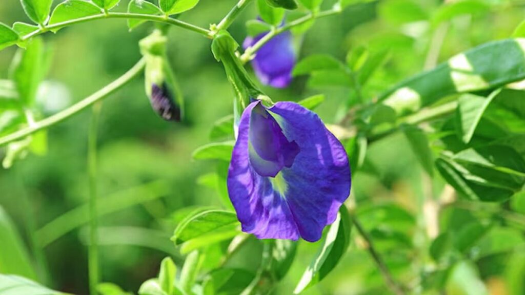 Enhance Your Home's Energy with the Sacred Aparajita Plant, as per Vastu Shastra