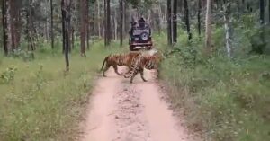 Watch: A Rare Sight at Pench Tiger Reserve; Tourists Witness Fierce Battle Between Two Tigresses  