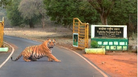 Maharashtra Expands Tadoba-Andhari Tiger Reserve to Enhance Conservation Efforts
